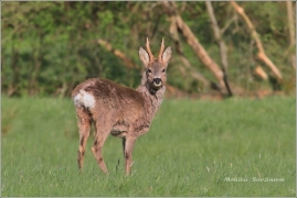 <p>SRNEC OBECNÝ (Capreolus capreolus) Šluknovsko /European roe deer - Reh/</p>